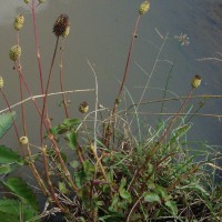 Coleus strobilifer (Roxb.) A.J.Paton